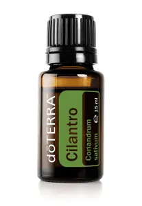 Cilantro
