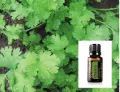 Cilantro.jpg
