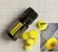 Helichrysum.jpg