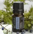 Juniper Berry 4.jpg