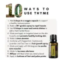 Thyme-87097 (1).png